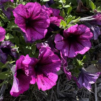 Petunia - 'Tea Magenta Vein'