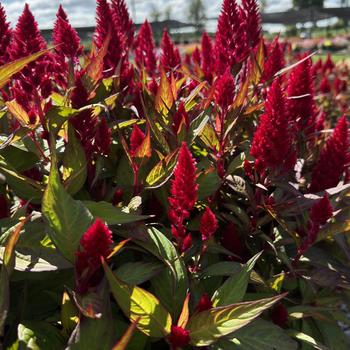 Celosia plumosa - 'Flamma Bright Red' Cockscomb