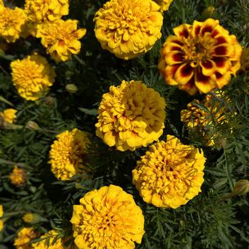 Tagetes patula (Marigold) - Super Hero™ Yellow Bee