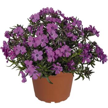 Phlox subulata - 'Spring Purple'