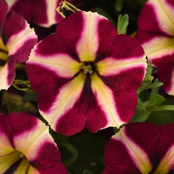 Petunia - Slingshot™ 'Lemonberry'