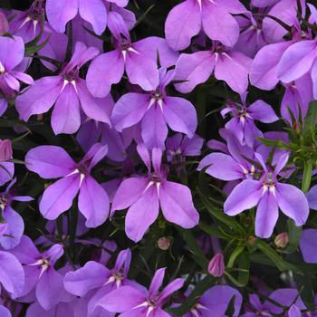 Lobelia erinus - Heatopia™ Lavender