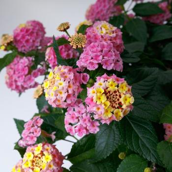 Lantana camara - SunDance™ Pink