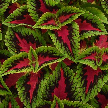 Coleus scutellarioides - Volcanica™ 'French Quarter Improved'