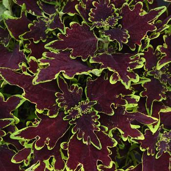 Coleus scutellarioides - Volcanica™ 'Limewire'