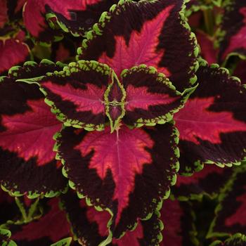 coleus scutellarioides - Ignite™ 'Heartbreaker'