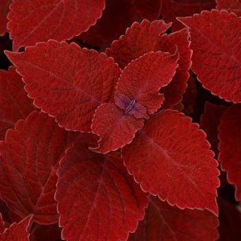 coleus scutellarioides - Ignite™ 'Ruby Slipper'