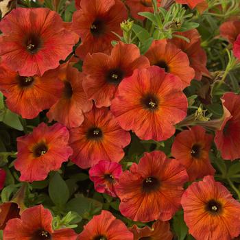 Petchoa (Petunia) - SuperCal® Premium 'Cinnamon'