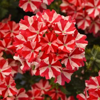 Verbena peruviana - Firehouse™ 'Peppermint'