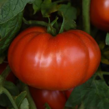 Lycopersicon esculentum - 'Wonderstar Red' Tomato