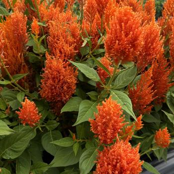 Celosia plumosa - 'Flamma Orange' Cockscomb