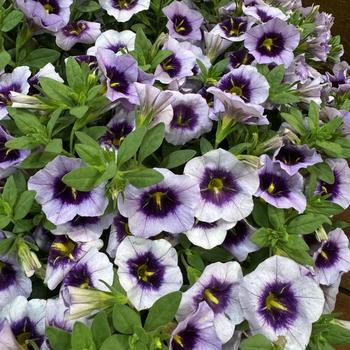 Calibrachoa (Million Bells) - Callie® 'Blueberry Spark'