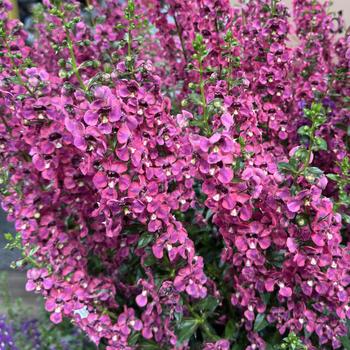 Angelonia angustifolia (Summer Snapdragon) - Guardian Angel™ 'Berry Sparkler'