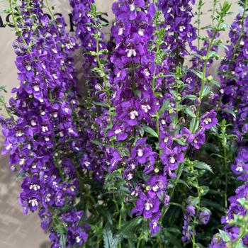 Angelonia angustifolia (Summer Snapdragon) - Guardian Angel™ Blue