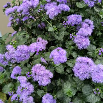 Ageratum houstonianum - Monarch Magic™ Floss Flower