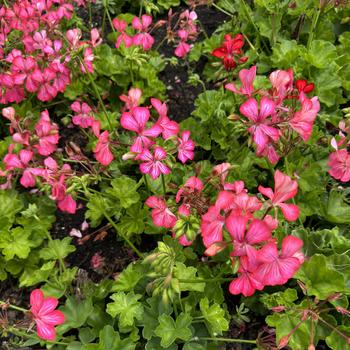 Geranium - Ivy - 'Glory Days Pink Bicolor' Ivy Geranium