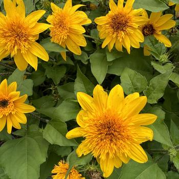 Helianthus annuus - Sunfinity® 'Double Yellow' Dwarf Sunflower