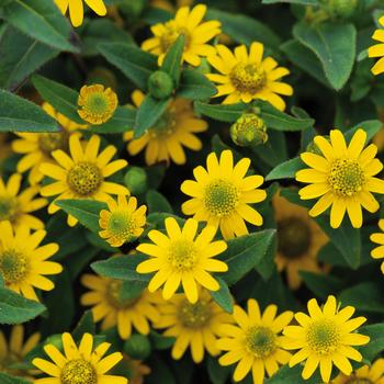 Sanvitalia procumbens (Creeping Zinnia) - Tsavo™ Yellow Ice