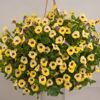 Torenia - Yellow Moon™ Wishbone Flower