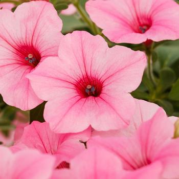 Petunia - Dekko™ Maxx™ Pink