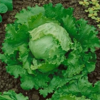 Lactuca sativa - 'Great Lakes' Lettuce
