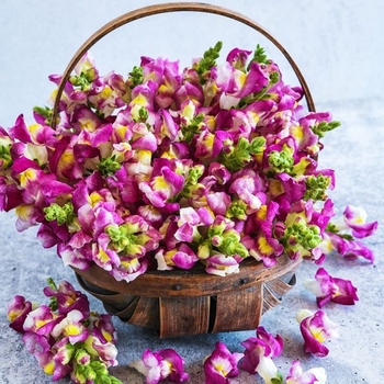 Antirrhinum majus (Snapdragon) - Cherry Twist 
