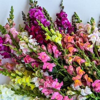 Antirrhinum majus (Snapdragon) - Tall Deluxe