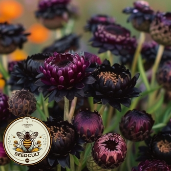 Xerochrysum - Dragons Den Strawflower