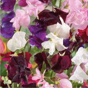 Sweet Pea - Vine - Old Spice Mix