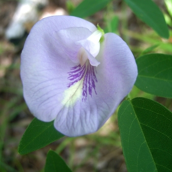 Clitoria ternatea - Butterly Pea Lavender Queen