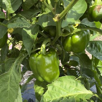 Capsicum annuum - KickStart&trade; Pepper