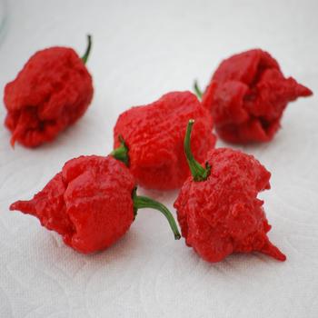 Capsicum annuum - 'Carolina Reaper' Pepper