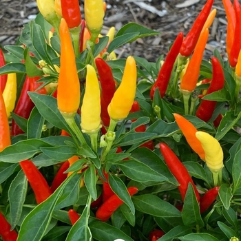 Capsicum annuum - 'Thai Red Chile' Hot Pepper
