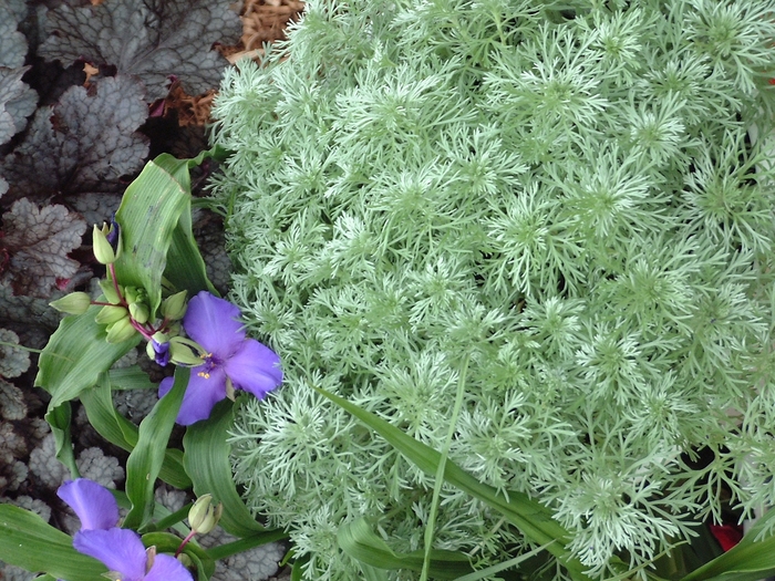 Silver Mound - Artemisia from Bloomfield Garden Center