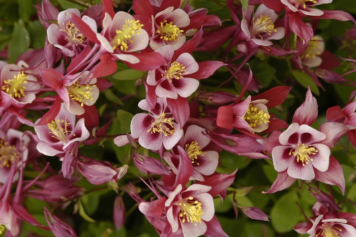Spring Magic Rose Ivory - Aquilegia Columbine from Bloomfield Garden Center