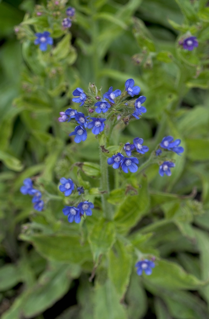 Forget Me Not - Anchusa azurea from Bloomfield Garden Center