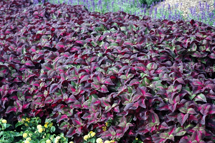 Magilla&trade; - Perilla from Bloomfield Garden Center