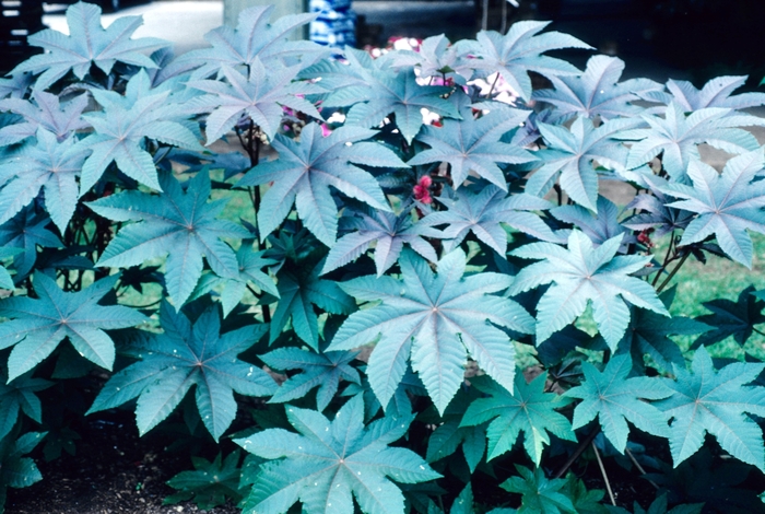 Castor Bean - Green - Ricinus communis from Bloomfield Garden Center
