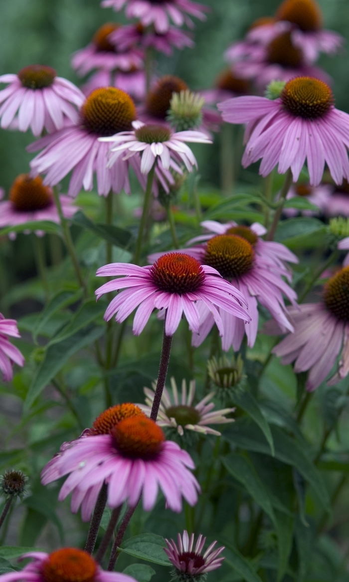 Magnus Purple - Echinacea - Coneflower from Bloomfield Garden Center