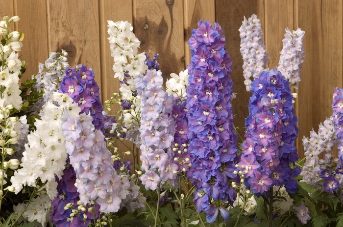 Magic Fountain Mix - Delphinium from Bloomfield Garden Center