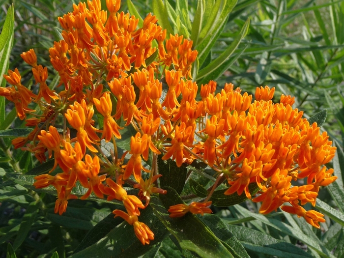Butterfly Milkweed - Asclepias tuberosa from Bloomfield Garden Center