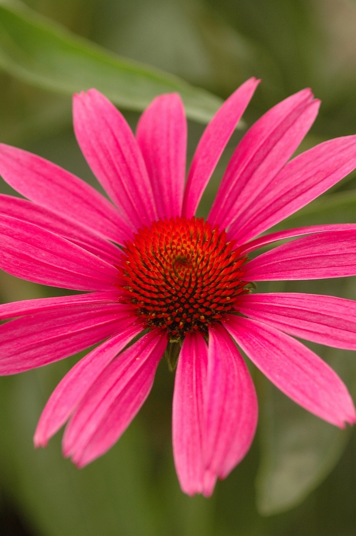 Ruby Star - Echinacea - Coneflower from Bloomfield Garden Center
