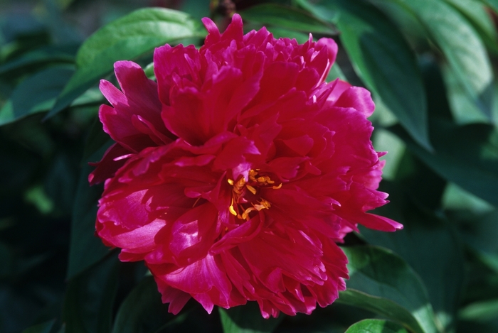 Karl Rosenfeld - Paeonia lactiflora from Bloomfield Garden Center