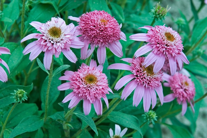 Pink Double Delight - Echinacea - Coneflower from Bloomfield Garden Center