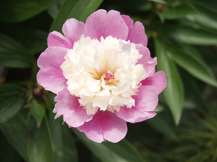 Sorbet - Paeonia lactiflora from Bloomfield Garden Center