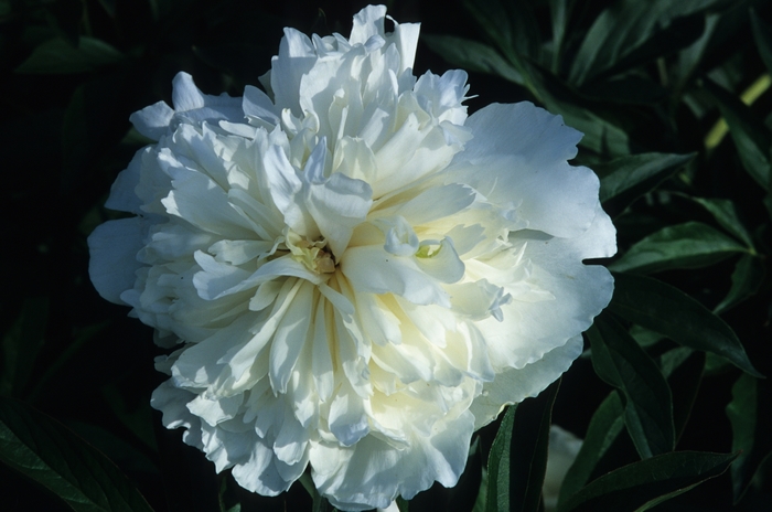 Duchess de Nemours - Paeonia lactiflora from Bloomfield Garden Center