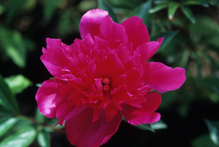 Grover Cleveland - Paeonia lactiflora from Bloomfield Garden Center