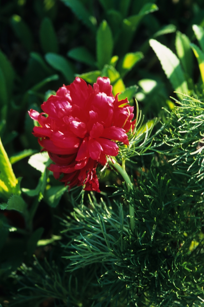 FERN LEAF MEMORIAL DAY - Paeonia tuenifolia from Bloomfield Garden Center