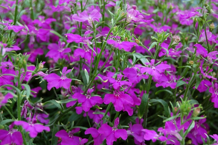 Techno&reg; Violet - Lobelia erinus from Bloomfield Garden Center