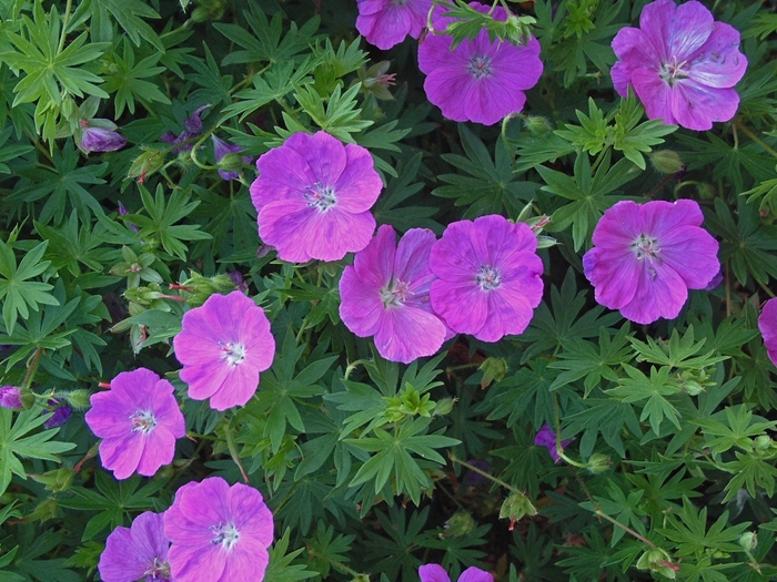 New Hampshire - Geranium Cranesbill from Bloomfield Garden Center
